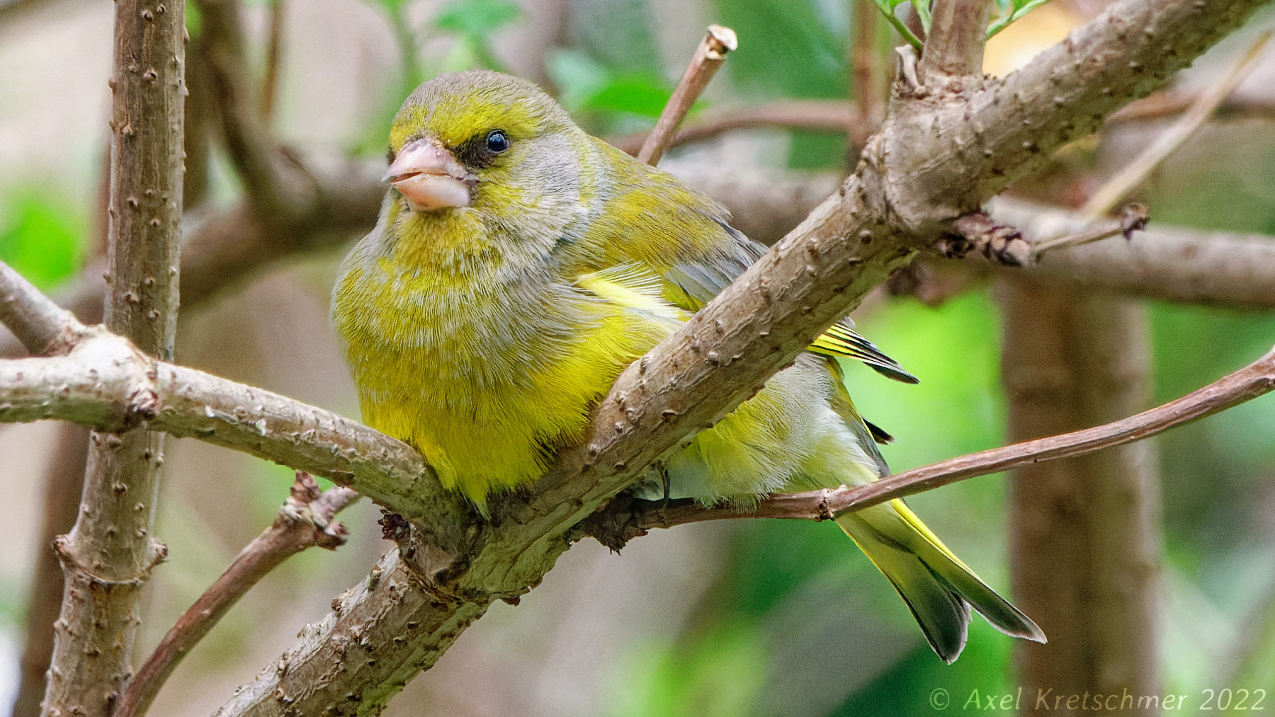 Gruenfink_17-24-33_R1003338_DSC-RX10M4_SCRQUER_UHD_16-9