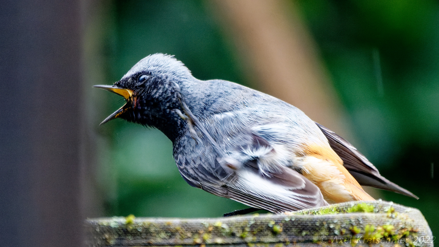 Hausrotschwanz_es_juckt_17-40-38_R1003379_DSC-RX10M4_SCRQUER_16-9